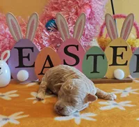 Travis, a male Cavapoo and Poodle - Toy  for sale in Dallas, TX – Photo 3 of 10