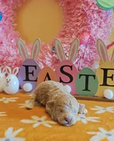 Travis, a male Cavapoo and Poodle - Toy  for sale in Dallas, TX – Photo 2 of 10