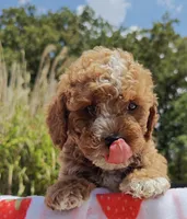 Mateo, a male Cavapoo and Miniature Goldendoodle for sale in Dallas, TX – 5 of 10