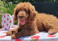 Joy (Miniature Goldendoodle-Cavapoo), a female Cavapoo and Miniature Goldendoodle for sale in Dallas, TX – 9 of 9