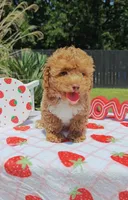 Brittany (Toy Cavapoo), a female Cavapoo and Poodle - Toy  for sale in Dallas, TX – 4 of 10