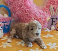 Thor (Micro/Petite Goldendoodle-Cavapoo), a male Cavapoo and Miniature Goldendoodle for sale in Dallas, TX – Photo 10 of 10