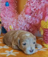 Thor (Micro/Petite Goldendoodle-Cavapoo), a male Cavapoo and Miniature Goldendoodle for sale in Dallas, TX – Photo 5 of 10