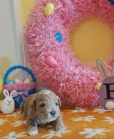 Thor (Micro/Petite Goldendoodle-Cavapoo), a male Cavapoo and Miniature Goldendoodle for sale in Dallas, TX – Photo 4 of 10