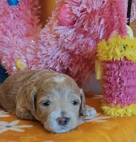 Thor (Micro/Petite Goldendoodle-Cavapoo), a male Cavapoo and Miniature Goldendoodle for sale in Dallas, TX – Photo 3 of 10
