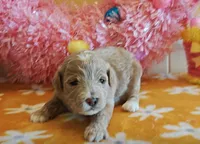 Thor (Micro/Petite Goldendoodle-Cavapoo), a male Cavapoo and Miniature Goldendoodle for sale in Dallas, TX – Photo 7 of 10