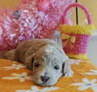 Thor (Micro/Petite Goldendoodle-Cavapoo), a male Cavapoo and Miniature Goldendoodle for sale in Dallas, TX – Photo 2 of 10