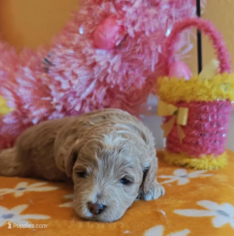 Thor (Micro/Petite Goldendoodle-Cavapoo) – Cavapoo, Miniature Goldendoodle puppy on hold in Dallas, TX