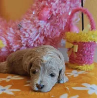 Thor (Micro/Petite Goldendoodle-Cavapoo), a male Cavapoo and Miniature Goldendoodle for sale in Dallas, TX – Photo 1 of 10