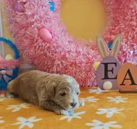 Thor (Micro/Petite Goldendoodle-Cavapoo), a male Cavapoo and Miniature Goldendoodle for sale in Dallas, TX – Photo 9 of 10