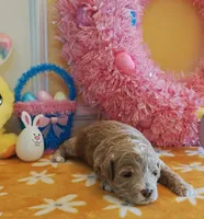 Thor (Micro/Petite Goldendoodle-Cavapoo), a male Cavapoo and Miniature Goldendoodle for sale in Dallas, TX – Photo 8 of 10