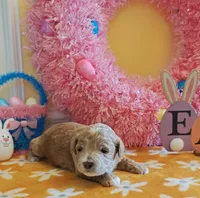 Thor (Micro/Petite Goldendoodle-Cavapoo), a male Cavapoo and Miniature Goldendoodle for sale in Dallas, TX – Photo 6 of 10