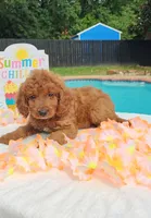 Joy (Miniature Goldendoodle-Cavapoo), a female Cavapoo and Miniature Goldendoodle for sale in Dallas, TX – 5 of 10