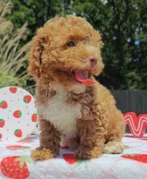 Brittany (Toy Cavapoo), a female Cavapoo and Poodle - Toy  for sale in Dallas, TX – 2 of 10