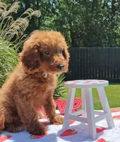 Joy (Miniature Goldendoodle-Cavapoo), a female Cavapoo and Miniature Goldendoodle for sale in Dallas, TX – 6 of 9