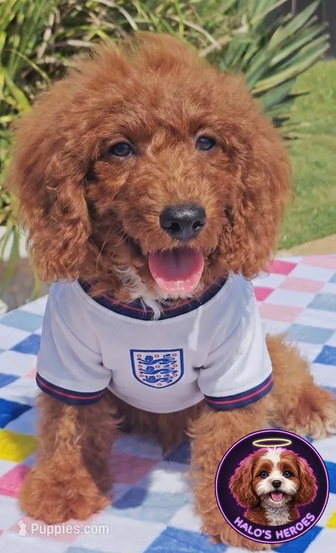 Joy (Miniature Goldendoodle-Cavapoo) – Cavapoo, Miniature Goldendoodle puppy for sale in Dallas, TX