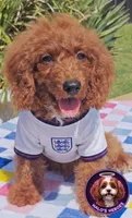 Joy (Miniature Goldendoodle-Cavapoo), a female Cavapoo and Miniature Goldendoodle for sale in Dallas, TX – 1 of 9