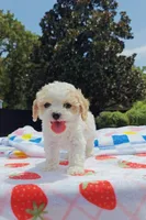 Shia, a male Cavapoo and Miniature Goldendoodle for sale in Dallas, TX – 5 of 10