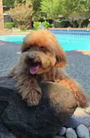 Cooper Toy Cavapoo (5-8lbs Full Grown Size), a male Cavapoo and Poodle - Toy  for sale in Dallas, TX – 7 of 10