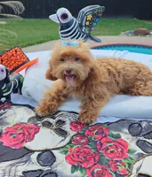 Cooper Toy Cavapoo, a male Cavapoo and Poodle - Toy  for sale in Dallas, TX – 10 of 10
