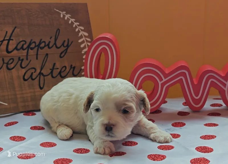 Gazelle, a female Cavapoo and Poodle - Toy  for sale in Dallas, TX – Photo 1 of 10