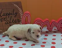 Gazelle, a female Cavapoo and Poodle - Toy  for sale in Dallas, TX – Photo 2 of 10