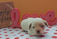 Gazelle, a female Cavapoo and Poodle - Toy  for sale in Dallas, TX – Photo 9 of 10
