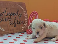 Gazelle, a female Cavapoo and Poodle - Toy  for sale in Dallas, TX – Photo 6 of 10