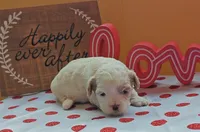 Gazelle, a female Cavapoo and Poodle - Toy  for sale in Dallas, TX – Photo 3 of 10