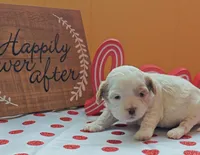 Gazelle, a female Cavapoo and Poodle - Toy  for sale in Dallas, TX – Photo 7 of 10