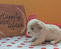 Gazelle, a female Cavapoo and Poodle - Toy  for sale in Dallas, TX – Photo 10 of 10