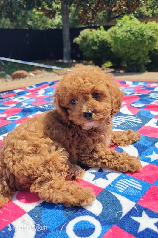 Talia – Cavapoo, Miniature Goldendoodle puppy for sale in Dallas, TX