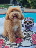 Cooper Toy Cavapoo, a male Cavapoo and Poodle - Toy  for sale in Dallas, TX – 2 of 10