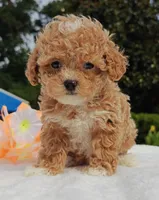 Taylor (Toy Cavapoo), a female Cavapoo and Poodle - Toy  for sale in Dallas, TX – 5 of 10
