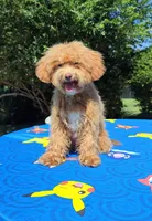 Cooper Toy Cavapoo (5-8lbs Full Grown Size), a male Cavapoo and Poodle - Toy  for sale in Dallas, TX – 10 of 10