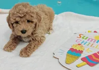 Toby (Micro/Petite Goldendoodle-Cavapoo), a male Cavapoo and Miniature Goldendoodle for sale in Dallas, TX – 7 of 10
