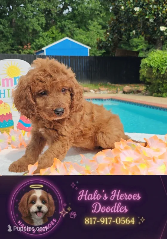 Joy (Miniature Goldendoodle-Cavapoo) – Cavapoo, Miniature Goldendoodle puppy for sale in Dallas, TX