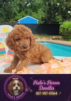 Joy (Miniature Goldendoodle-Cavapoo), a female Cavapoo and Miniature Goldendoodle for sale in Dallas, TX – 1 of 10