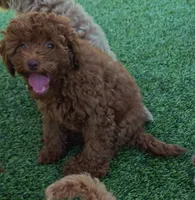 Tillie (Micro/Petite Goldendoodle-Cavapoo), a female Cavapoo and Miniature Goldendoodle for sale in Dallas, TX – 8 of 10