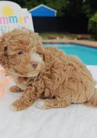 Xavier (Toy Cavapoo), a male Cavapoo and Poodle - Toy  for sale in Dallas, TX – 3 of 10