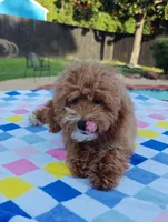 Tabitha (Micro/Petite Goldendoodle-Cavapoo), a female Cavapoo and Miniature Goldendoodle for sale in Dallas, TX – 5 of 10
