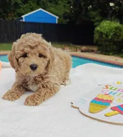 Toby (Micro/Petite Goldendoodle-Cavapoo), a male Cavapoo and Miniature Goldendoodle for sale in Dallas, TX – 5 of 10