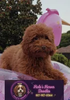 Tillie (Micro/Petite Goldendoodle-Cavapoo), a female Cavapoo and Miniature Goldendoodle for sale in Dallas, TX – 1 of 10