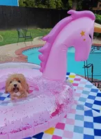 TayTay, a female Cavapoo and Poodle - Toy  for sale in Dallas, TX – 8 of 10