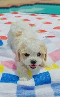 Shia, a male Cavapoo and Miniature Goldendoodle for sale in Dallas, TX – 4 of 10