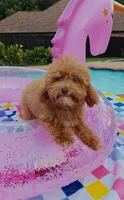 Santana , a male Cavapoo and Poodle - Toy  for sale in Dallas, TX – 6 of 10