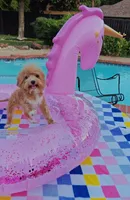 TayTay, a female Cavapoo and Poodle - Toy  for sale in Dallas, TX – 10 of 10