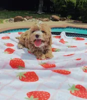 Ronni, a female Cavapoo and Miniature Goldendoodle for sale in Dallas, TX – 2 of 10