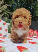 Brittany (Toy Cavapoo), a female Cavapoo and Poodle - Toy  for sale in Dallas, TX – 7 of 10