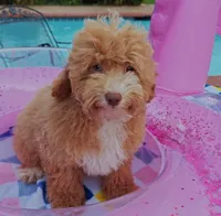 Xavier (Toy Cavapoo), a male Cavapoo and Poodle - Toy  for sale in Dallas, TX – 5 of 10